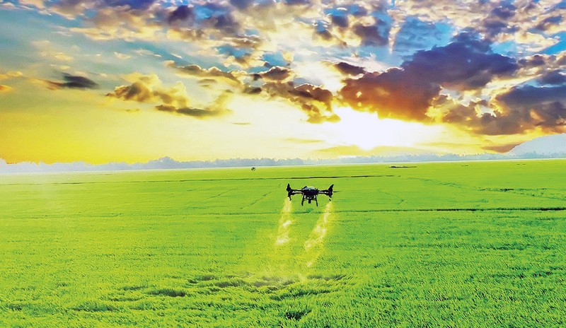 Fumigación con drones en cultivos de arroz. (Foto: Ha An)