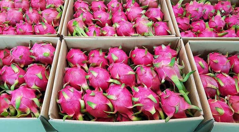 Vietnam exporta pitaya de pulpa roja y amarilla al mercado de Arabia Saudita. (Foto: Internet)