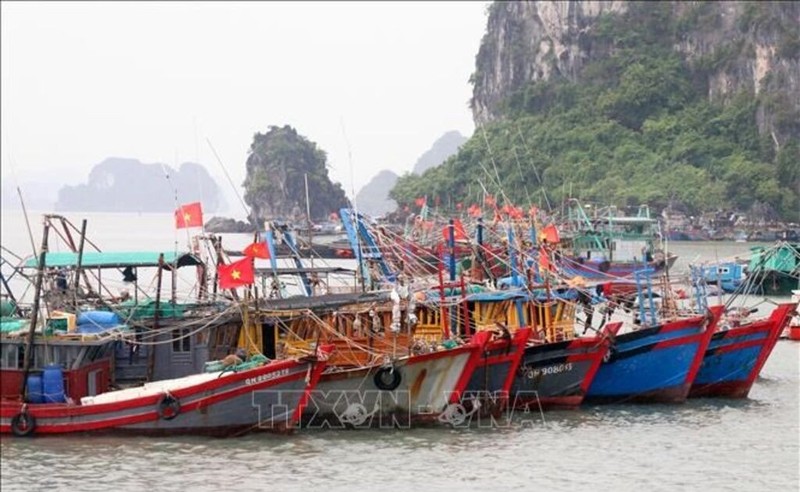 Los barcos pesqueros en Quang Ninh. (Foto: VNA)
