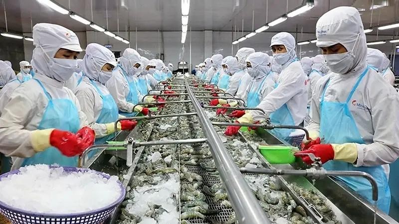 Procesamiento de camarones para las exportaciones. (Foto: baoangiang.com)