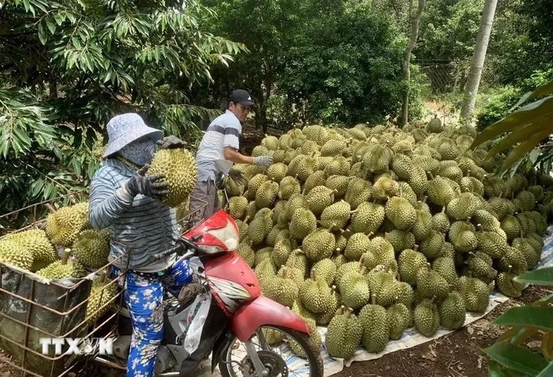 Cosecha de durián cultivado según estándares orgánicos. (Foto: VNA)