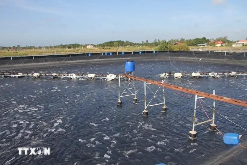 La aplicación de la alta tecnología y métodos orgánicos reducen las emisiones de gases de efecto invernadero procedentes del proceso de acuicultura en la provincia de Bac Lieu. (Foto: VNA)