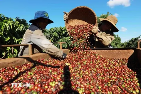 Las ventas al exterior de café vietnamita reportaron durante los primeros tres trimestres 4,37 mil millones de dólares. (Foto: VNA)