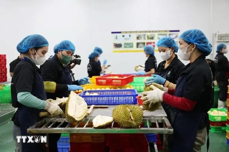 El procesamiento de durian para la exportación. (Foto: VNA)