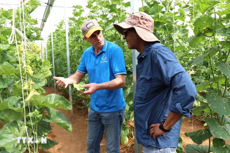 El periódico francés Le Monde califica la provincia norteña vietnamita de Son La como un modelo de desarrollo agrícola ecológico. (Foto: VNA)