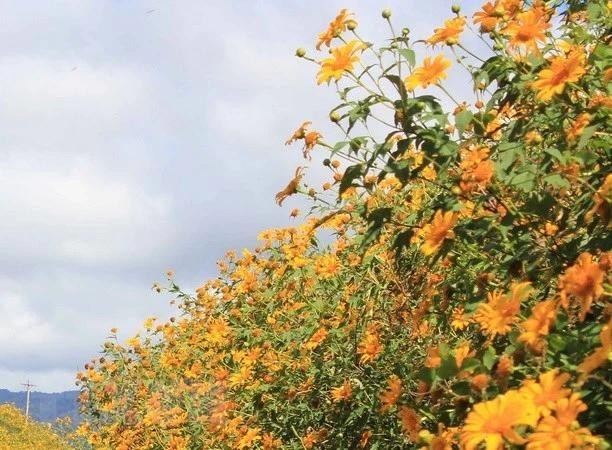 El amarillo de los girasoles silvestres en la Altiplanicie Occidental de Vietnam. (Foto: VNA)