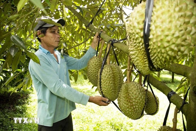 El durián vietnamita. (Foto: VNA)