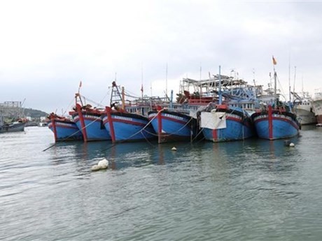 Provincia vietnamita por explotar 124 mil toneladas de productos marítimos en 2023