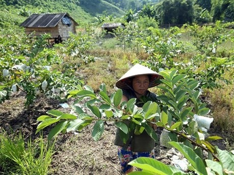 Una familia tiene ingreso estable gracias al cultivo de plantas frutales en la comuna de Ta Leng, provincia de Dien Bien. (Foto: VNA)