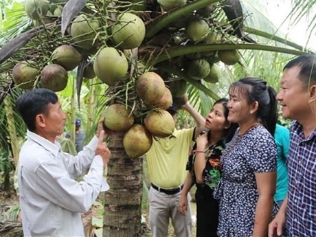 Vietnam por lograr mil millones de dólares en exportaciones de productos de coco