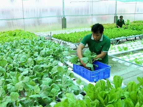Localidades vietnamitas en Delta del Mekong por desarrollar agricultura orgánica