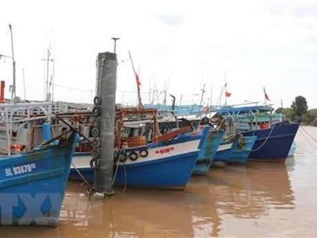 Embarcaciones pesqueras de la provincia de Bac Lieu atracan en el estuario de Ganh Hao en el distrito de Dong Hai. (Foto: VNA)