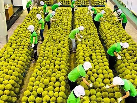 Supervisa la calidad de los durianes para su exportación a China (Foto: qdnd.vn)