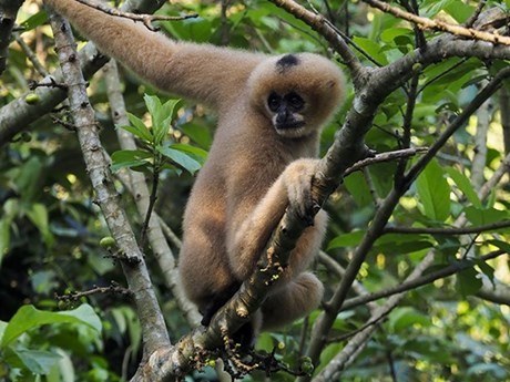 Contemplan familia de primates en el Parque Nacional de Cuc Phuong