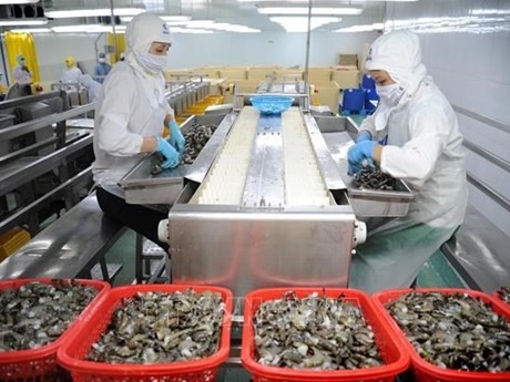 Procesamiento de camarones para la exportación (Foto: VNA)