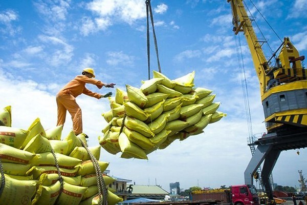 UE: Destino potencial para arroz de Vietnam