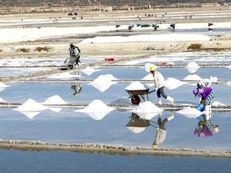 La industria de la sal en Vietnam necesita nuevas estrategias para desarrollarse de manera sostenible y eficiente (Foto: VNA)