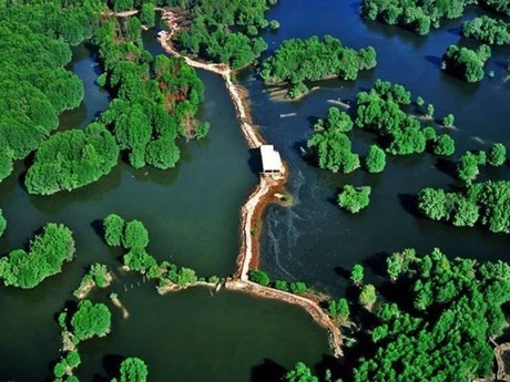 El bosque protector de Can Gio visto desde arriba (Fuente: VNA)