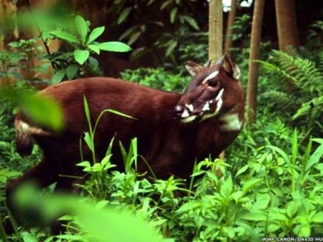 Saola, uno de los mamíferos más raros y amenazados del planeta (Fuente:Internet)