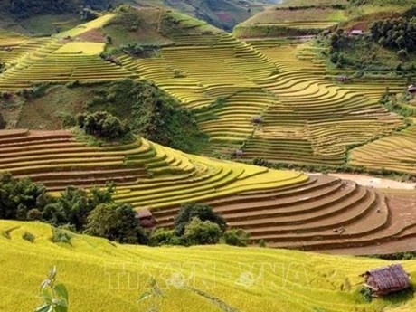 Las terrazas de arroz (Fuente: VNA)