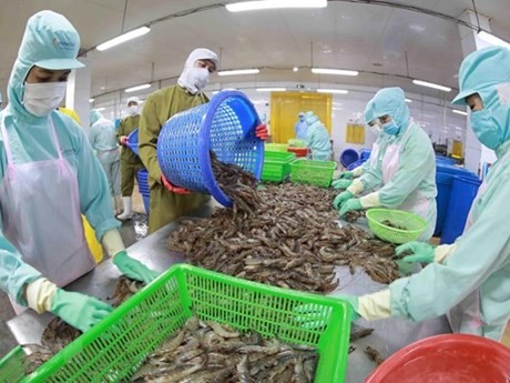 Procesamiento de camarón para la exportación (Fuente: VNA)