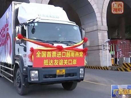 Productos de nidos de golondrina de Vietnam entran en China (Fuente: Corte de clip de la televisión de Guangxi)