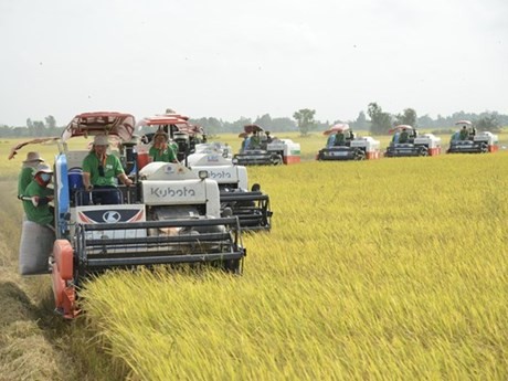 Este año se cultivaron alrededor de 7,1 millones de hectáreas de arroz, con una productividad estimada en 6,08 toneladas de arroz sin moler por hectárea. (Foto: VNA)