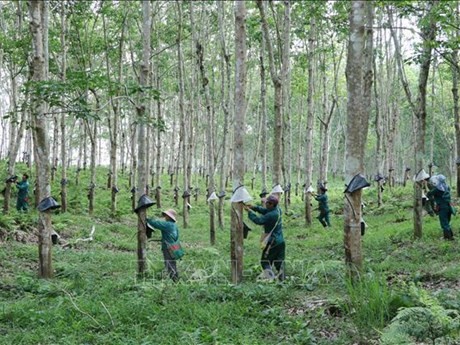 Trabajadores de la empresa de caucho Lai Chau II extrayen látex de caucho. (Foto: VNA)