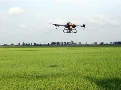 Un dron para fumigar con pesticidas campos de arroz en Soc Trang. (Foto: VNA)
