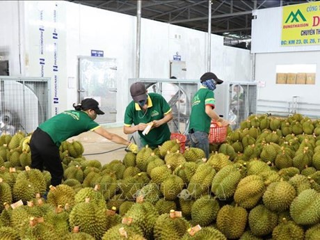 El valor total de exportación del durián de Vietnam alcanzó una cifra récord (Fuente:VNA)
