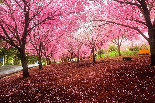 Ciudad vietnamita entre los mejores destinos para ver flores de cerezos