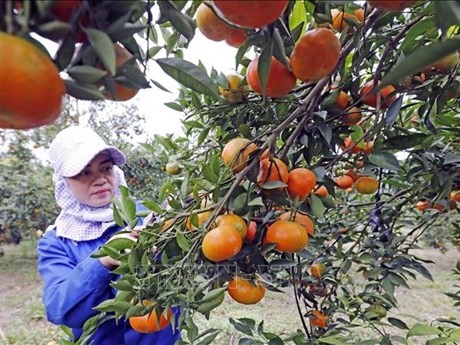 Una familia en el distrito de Cao Phong, provincia de Hoa Binh, tiene las condiciones para renovar tierras en una zona de cultivo de naranjas y un estanque de peces para lograr una alta eficiencia económica. (Fuente: VNA)