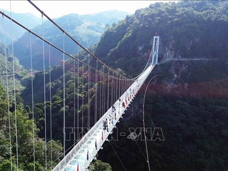 El puente de vidrio de Bach Long en el conjunto turístico Moc Chau Island, un destino favorito de los turistas (Fuente: VNA)