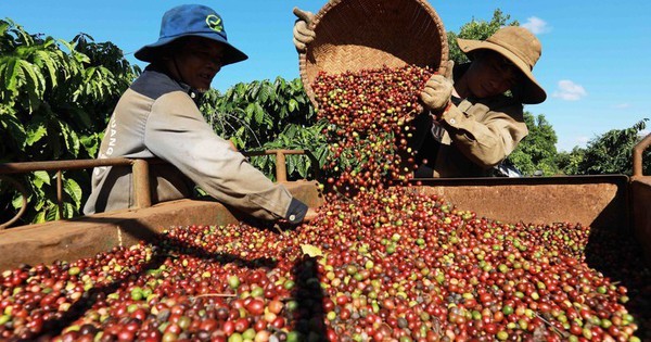 La cosecha de café en la zona de la compañía Simexco Daklak, en la ciudad de Buon Ma Thuot. (Foto: VNA) 