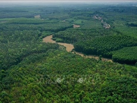 Bosques en el distrito Gio Linh de Quang Tri (Foto: VNA)