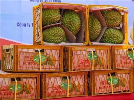 Un lote de durián vietnamita para exportar a China (Foto: VNA)