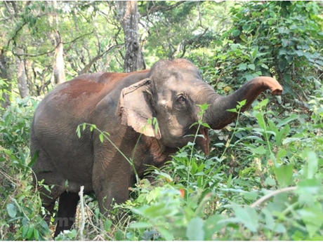 Elefante en la Altiplanicie Occidental de Vietnam (Fuente: VNA)