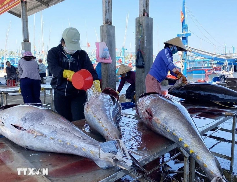 Realizan labores de procesamiento de atún. (Fuente:VNA)