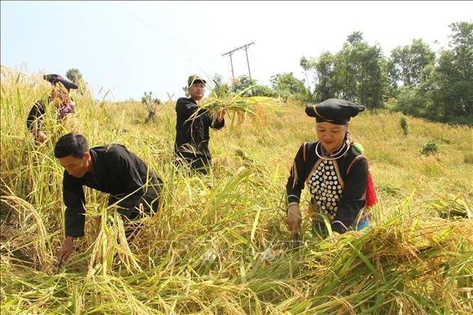 El pueblo Si La del distrito de Muong Te, en la provincia norteña de Lai Chau, cosecha arroz (Foto: VNA)