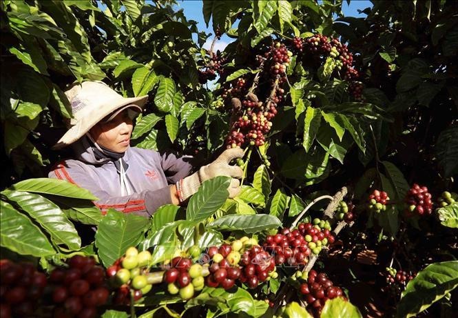 Café, un rubro con valor de exportación superior a mil millón de dólares (Fuente: VNA)