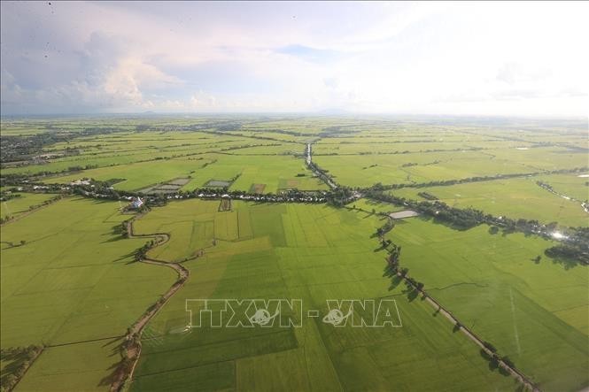 Campos de arroz en el Delta del Mekong vistos desde arriba. (Fuente: VNA)