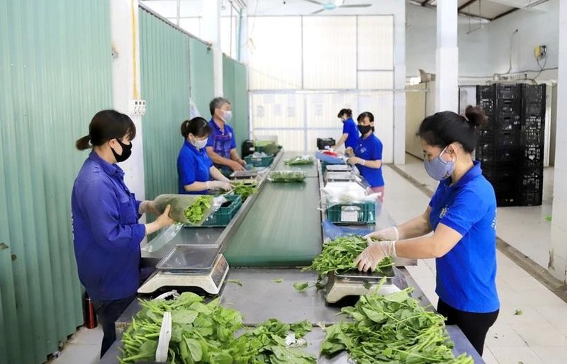 En una fábrica de producción de vegetales limpios en Hanói. (Foto: VNA)