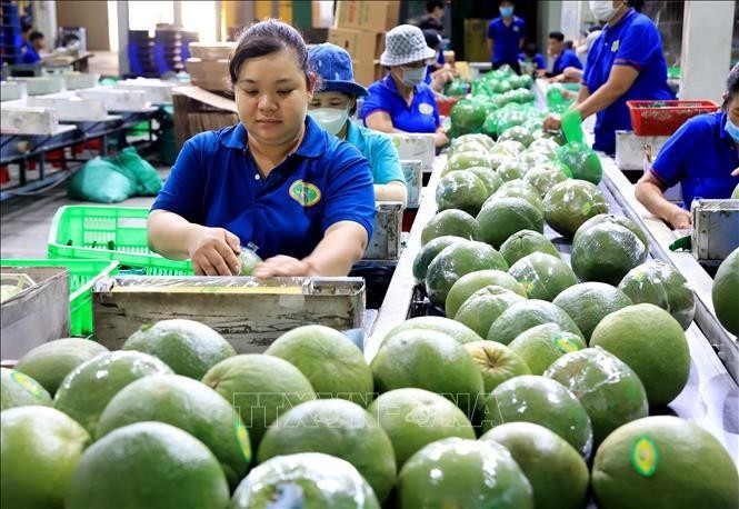 Envasado de pomelo de piel verde para exportación en el distrito de Mo Cay Bac, provincia de Ben Tre. (Fuente: VNA)