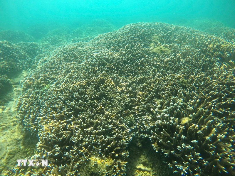 La situación del desarrollo de los corales en la Bahía de Nha Trang tiene muchos signos positivos (Fuente: VNA)