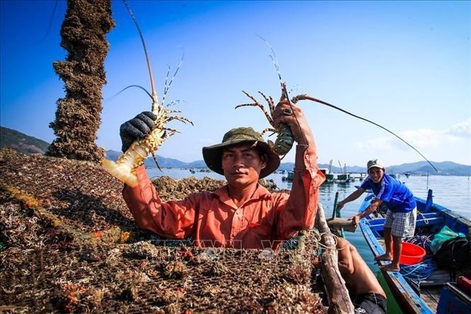 Cría de langostas en la provincia vietnamita de Phu Yen (Foto: VNA)