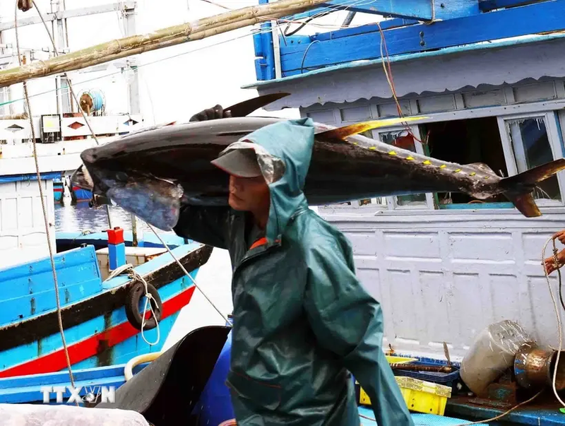 Transporte de atún en el puerto pesquero de Tam Quan, ciudad de Hoai Nhon, provincia de Binh Dinh. (Fuente: VNA)