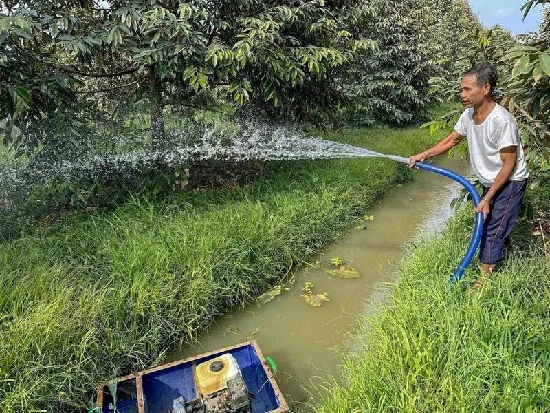 Agricultores de la comuna de Vinh Binh Bac, distrito de Go Quao, cuidan los jardines de durian después de que el sistema de irrigación de la provincia de Kien Giang se cerrara gradualmente para ayudar a prevenir la salinidad y proteger las áreas de agua dulce durante la estación seca. (Fotografía: VNA)