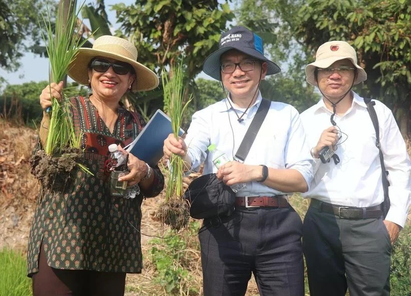 Shobha Shetty, directora global de Alimentación y Agricultura del Banco Mundial, inspecciona el arroz sembrado según el modelo del cultivo de arroz de bajas emisiones en Can Tho. (Fotografía: VNA)