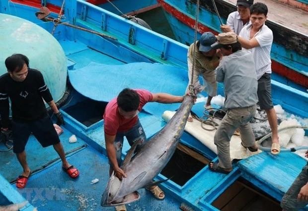 Los marineros clasifican los pescados el puerto de Hon Ro, provincia de Khanh Hoa. (Fotografía: VNA)