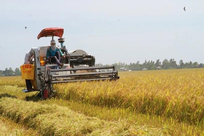 En un campo arrocero. (Fotografía: VNA)